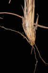 Wetand white bluestem